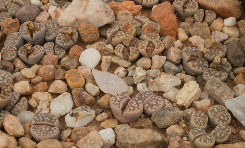 Lithops dorotheae C124280