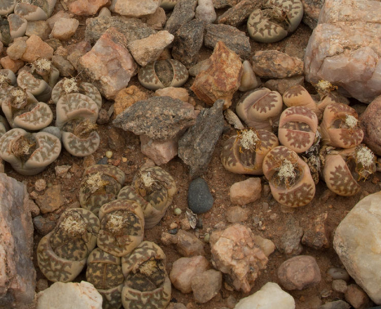 Lithops dorotheae C300278