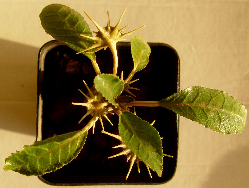 Dorstenia foetida 