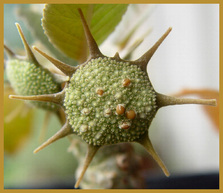 Dorstenia foetida 