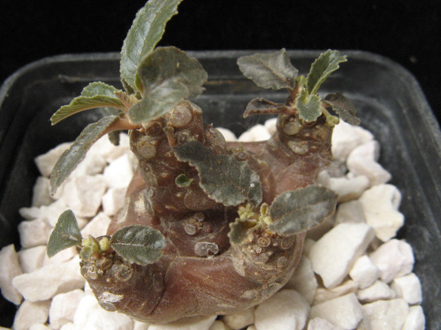 dorstenia foetida 