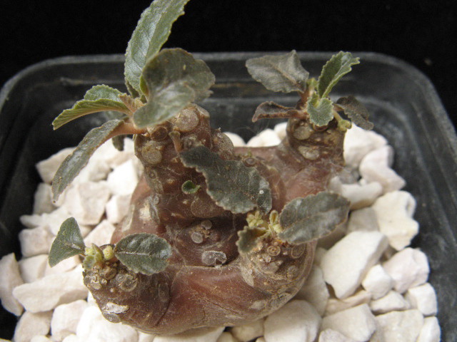 Dorstenia foetida 