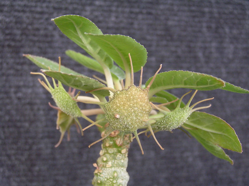 Dorstenia foetida 