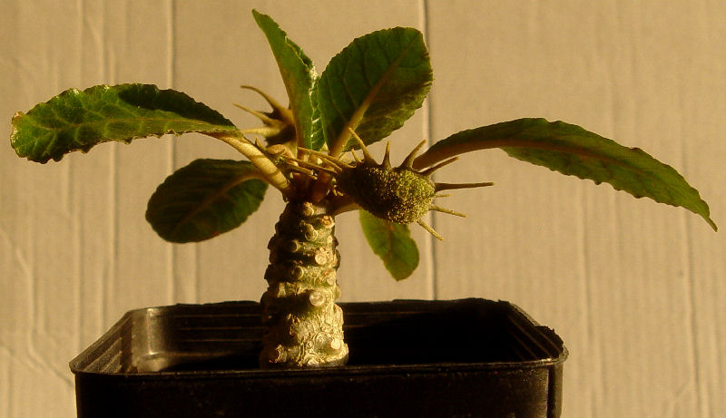 Dorstenia foetida 