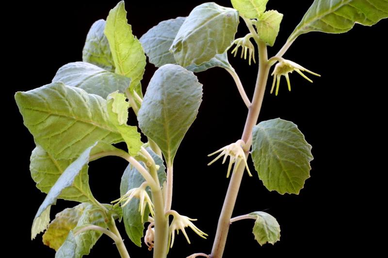 Dorstenia zanzibarica 