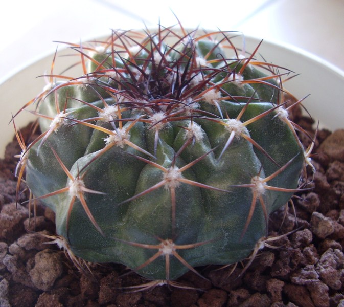  discocactus insignis? 
