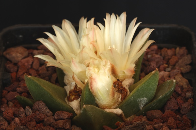 Ariocarpus trigonus 