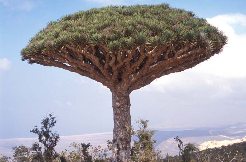 dracaena cinnabari