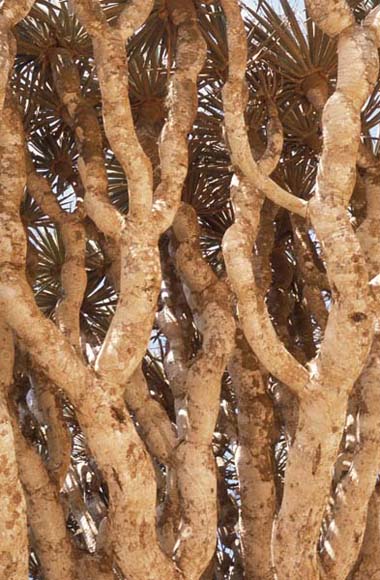 Dracaena cinnabari 