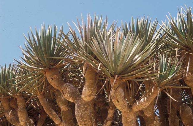 Dracaena cinnabari 
