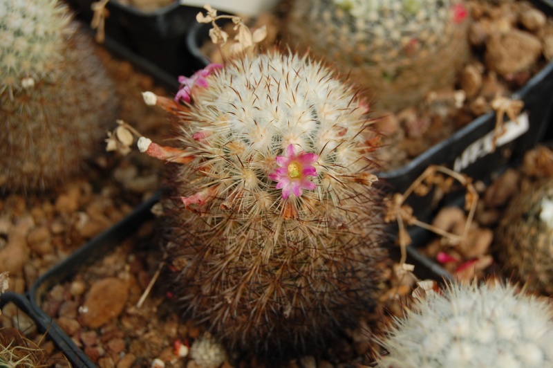 Mammillaria droegeana 