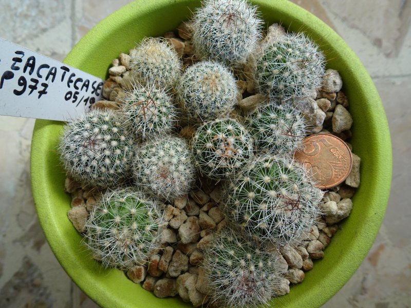 Echinofossulocactus zacatecasensis rep977