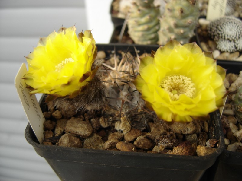 Acanthocalycium glaucum 