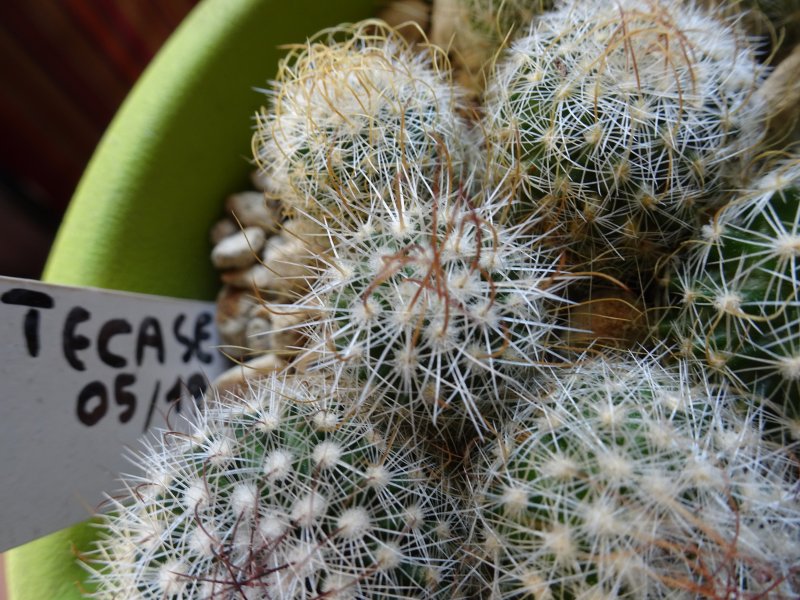 Echinofossulocactus zacatecasensis rep977