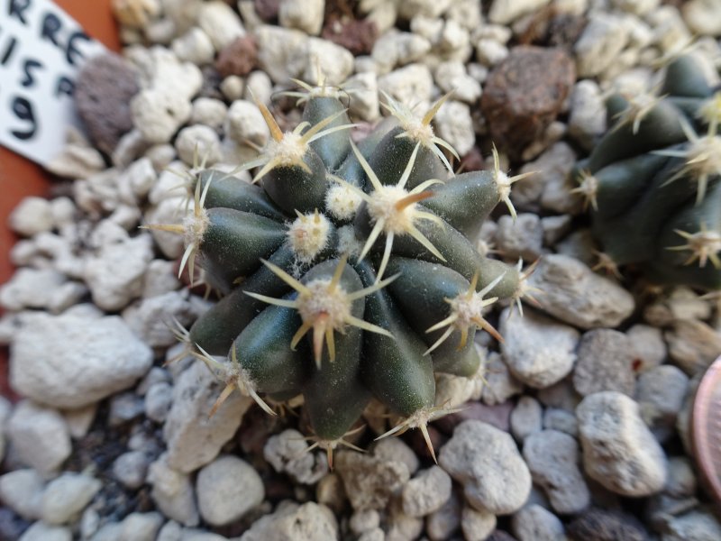 Ferocactus herrerae . brevispinus mz1118