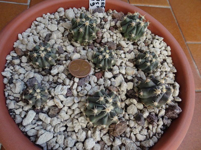 Ferocactus herrerae v. brevispinus mz1118