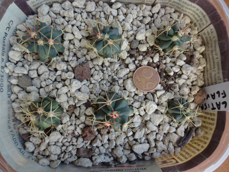 Ferocactus latispinus v. flavispinus 