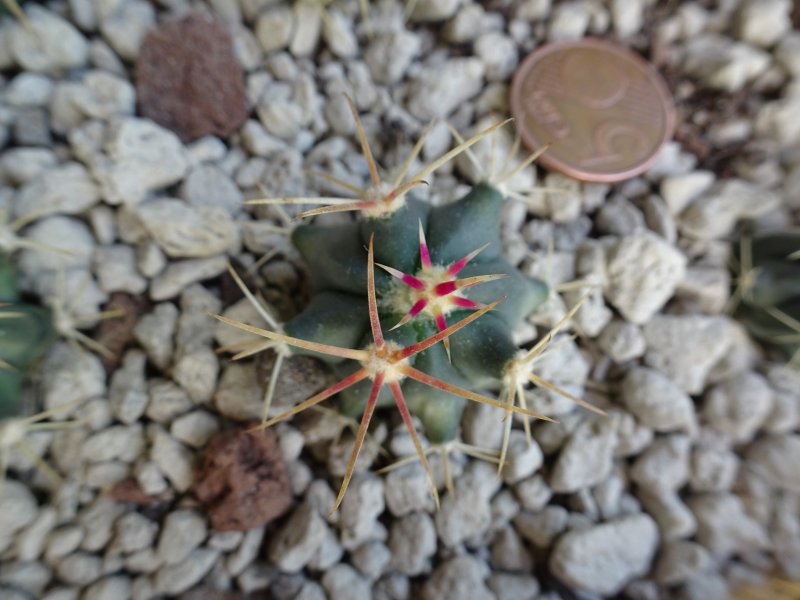 Ferocactus latispinus v. flavispinus 