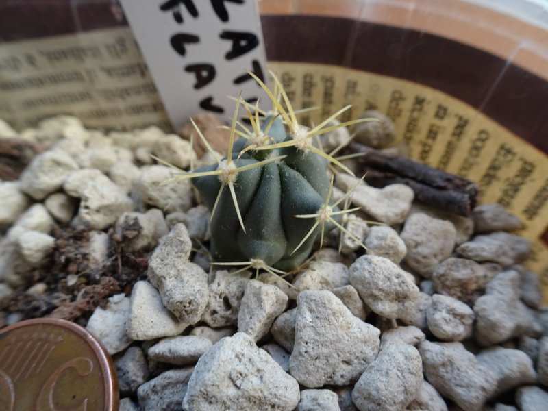 Ferocactus latispinus v. flavispinus 