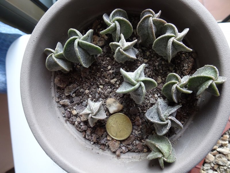 Astrophytum myriostigma v. strogylogonum 