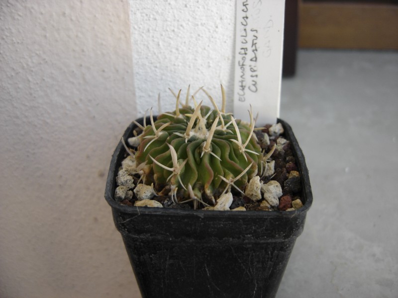 stenocactus tricuspidatus