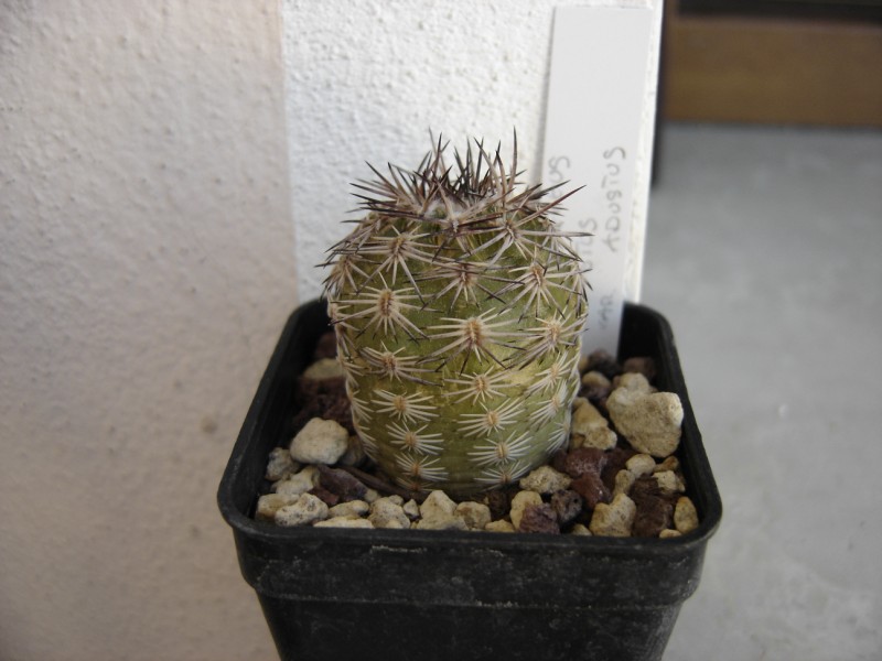 Echinocereus  adustus 