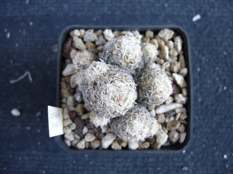 Escobaria minima 