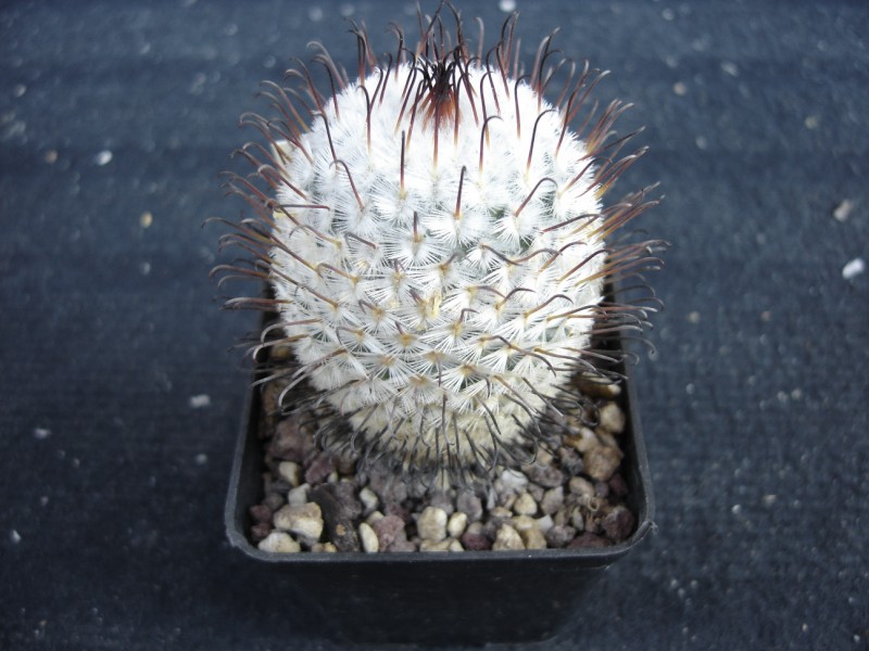 Mammillaria perezdelarosae 