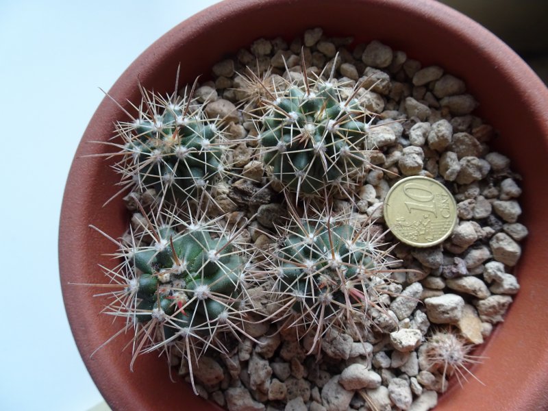 Ferocactus fordii fa. longispinus 