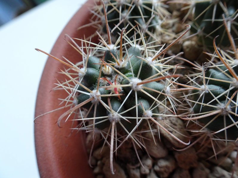 Ferocactus fordii fa. longispinus 