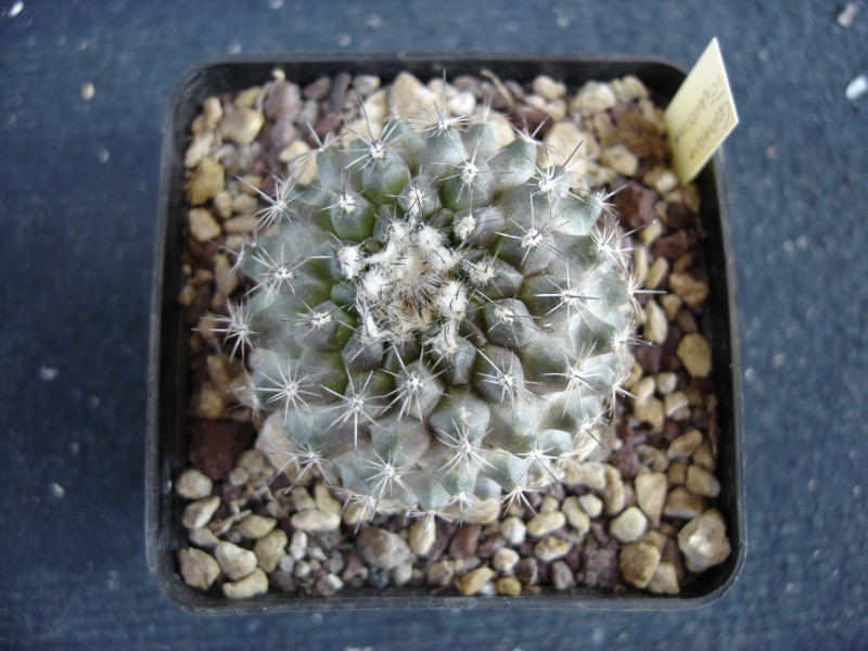 Copiapoa tenuissima 