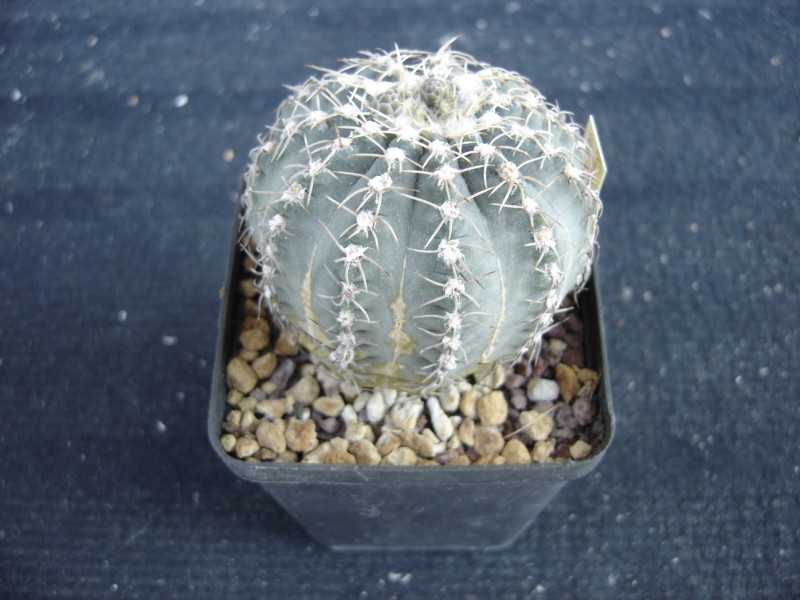 Gymnocalycium quehlianum 