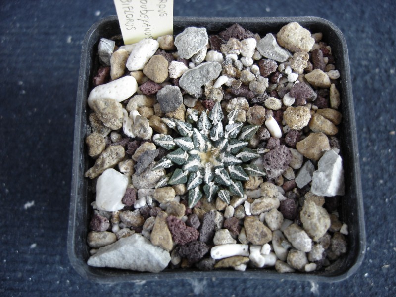 Ariocarpus kotschoubeyanus 