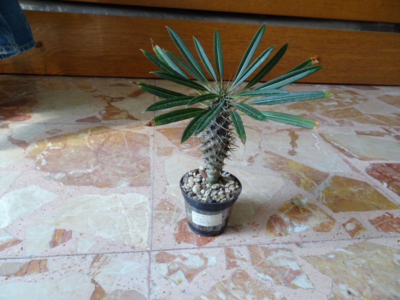 Pachypodium lamerei 