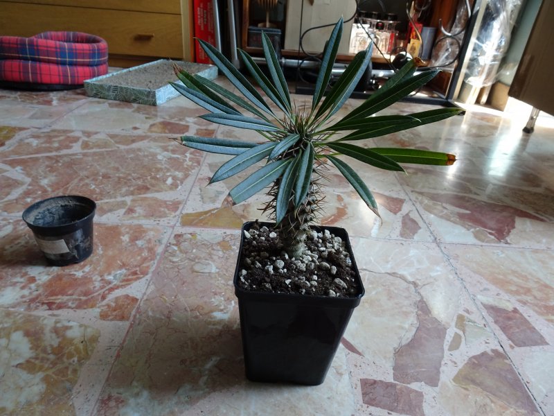 Pachypodium lamerei 