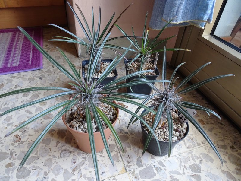 Pachypodium geayi 