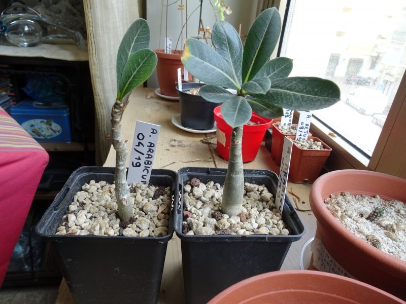 Adenium arabicum 