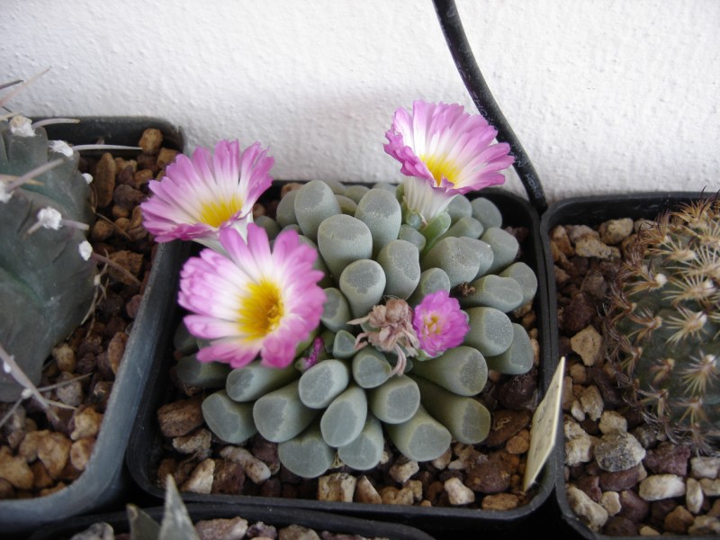 Frithia pulchra 