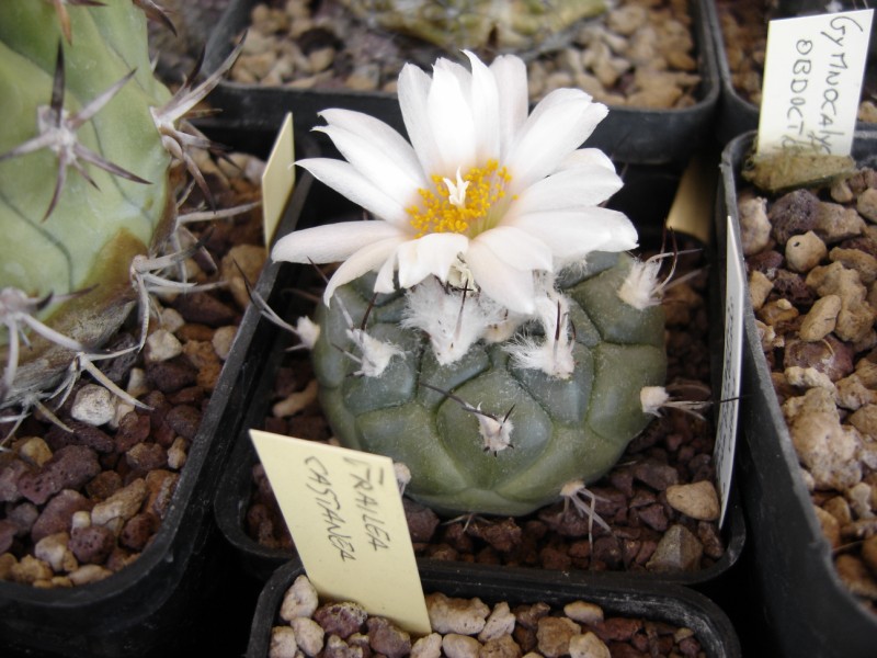 Turbinicarpus lophophoroides 