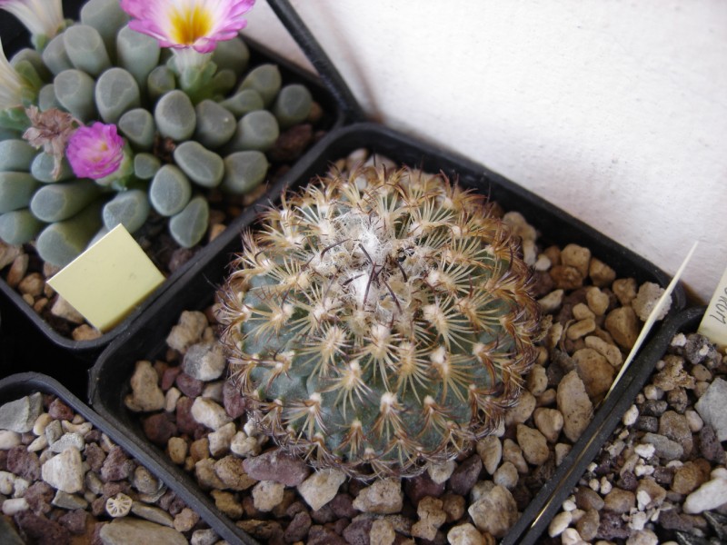 Turbinicarpus ysabelae 