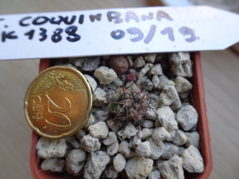 Copiapoa coquimbana kk1388