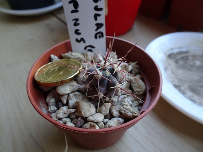 Ferocactus peninsulae x rectispinus ( californicus ) 