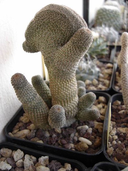 Rebutia gonjianii 