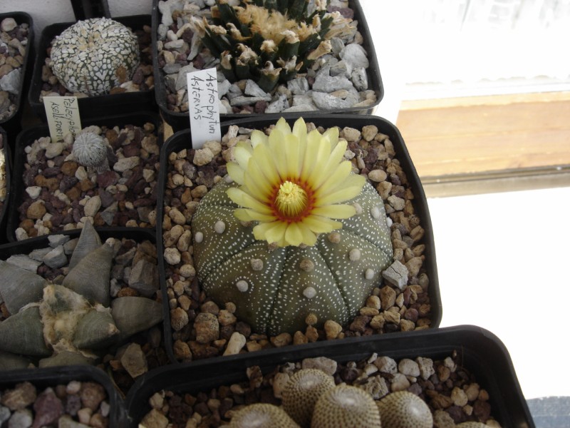 Astrophytum asterias 