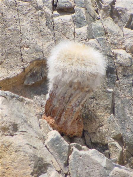 Copiapoa krainziana v. scopulina 