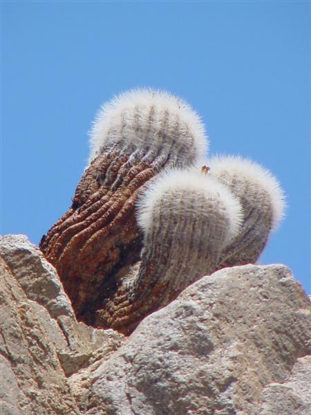 Copiapoa krainziana v. scopulina 