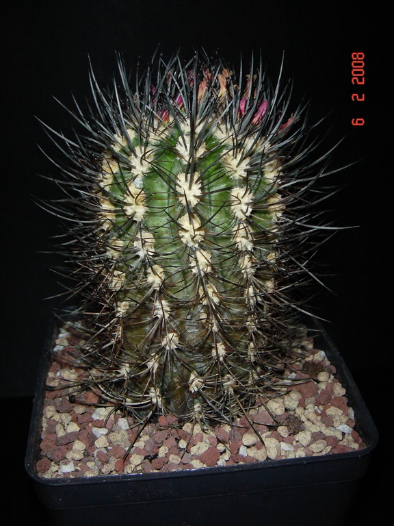 Neoporteria Microsperma 