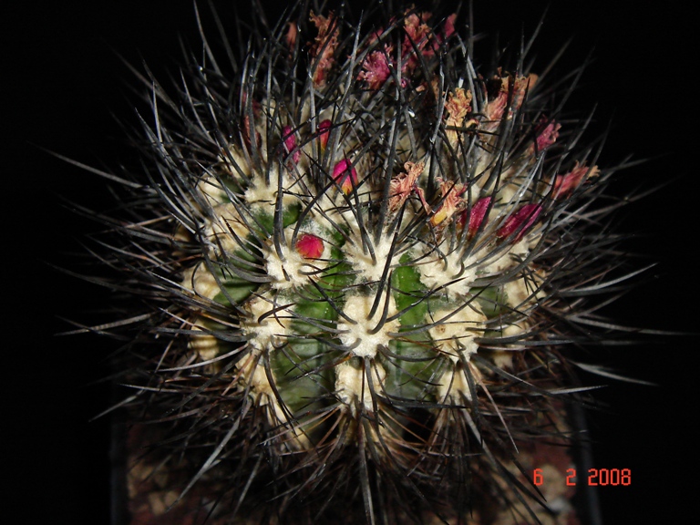 Neoporteria Microsperma 