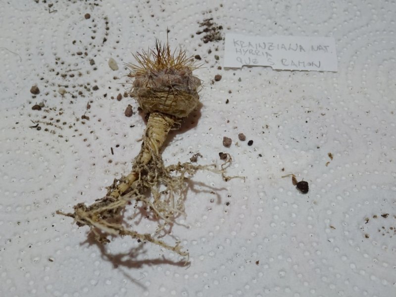 Copiapoa cinerea x krainziana 