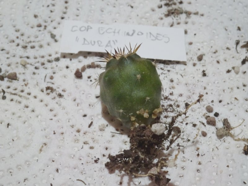 Copiapoa echinoides 